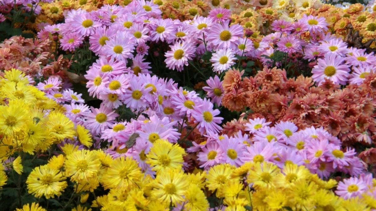 15 Fall Flowers That Attract Pollinators & Add Color - chrysanthemums flower dp1310116
