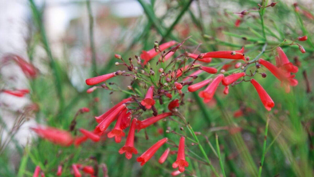 Delight Hummingbirds With 10 Nectar-Rich Colorful Flowers 9 Delight Hummingbirds With 10 Nectar-Rich Colorful Flowers - cigar plant ss1591430782