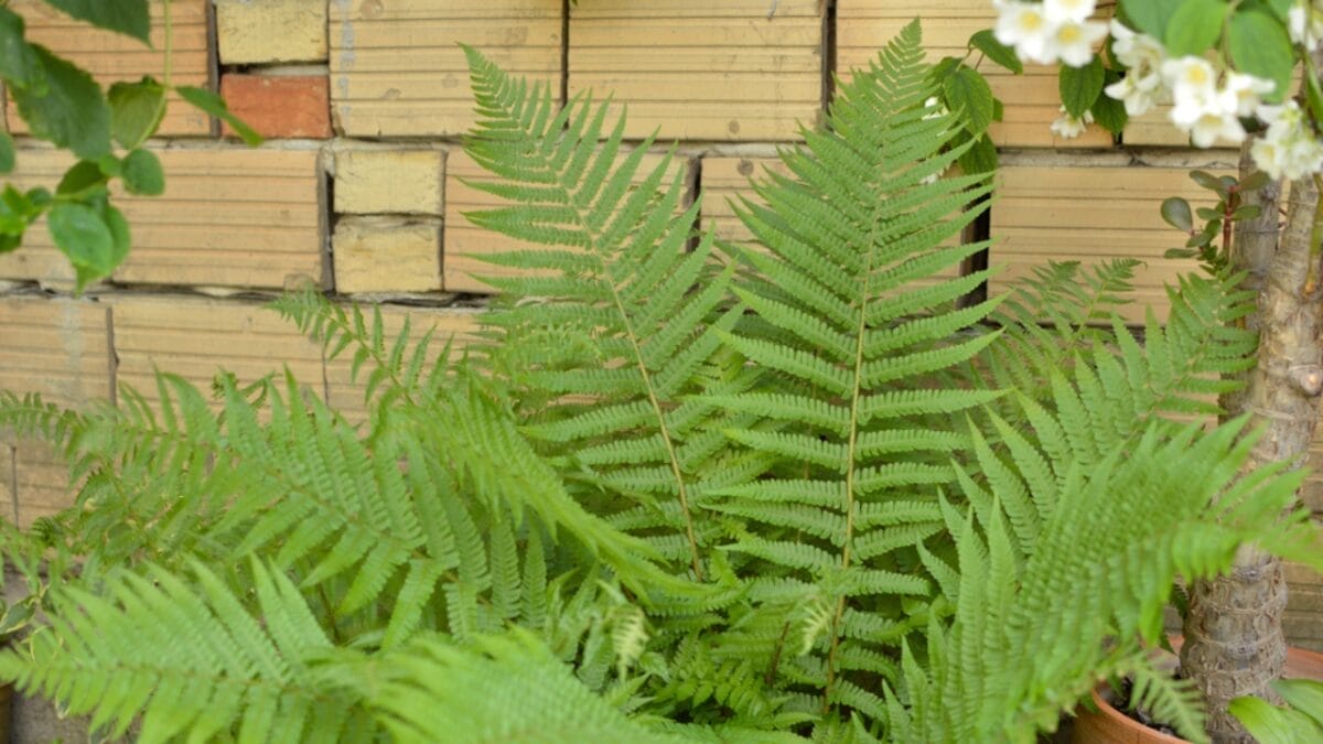 15 Plants to Turn Your Garden into a Hummingbird Haven - cinnamon fern in garden ss1736857010