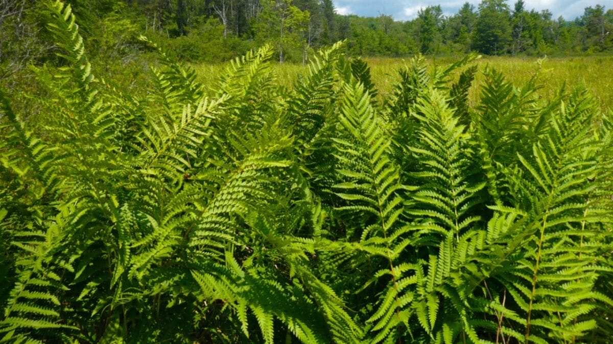 4 Benefits of Cinnamon Fern in a Hummingbird Lover's Garden 4 4 Benefits of Cinnamon Fern in a Hummingbird Lover's Garden - cinnamon fern shelter ss1796457094