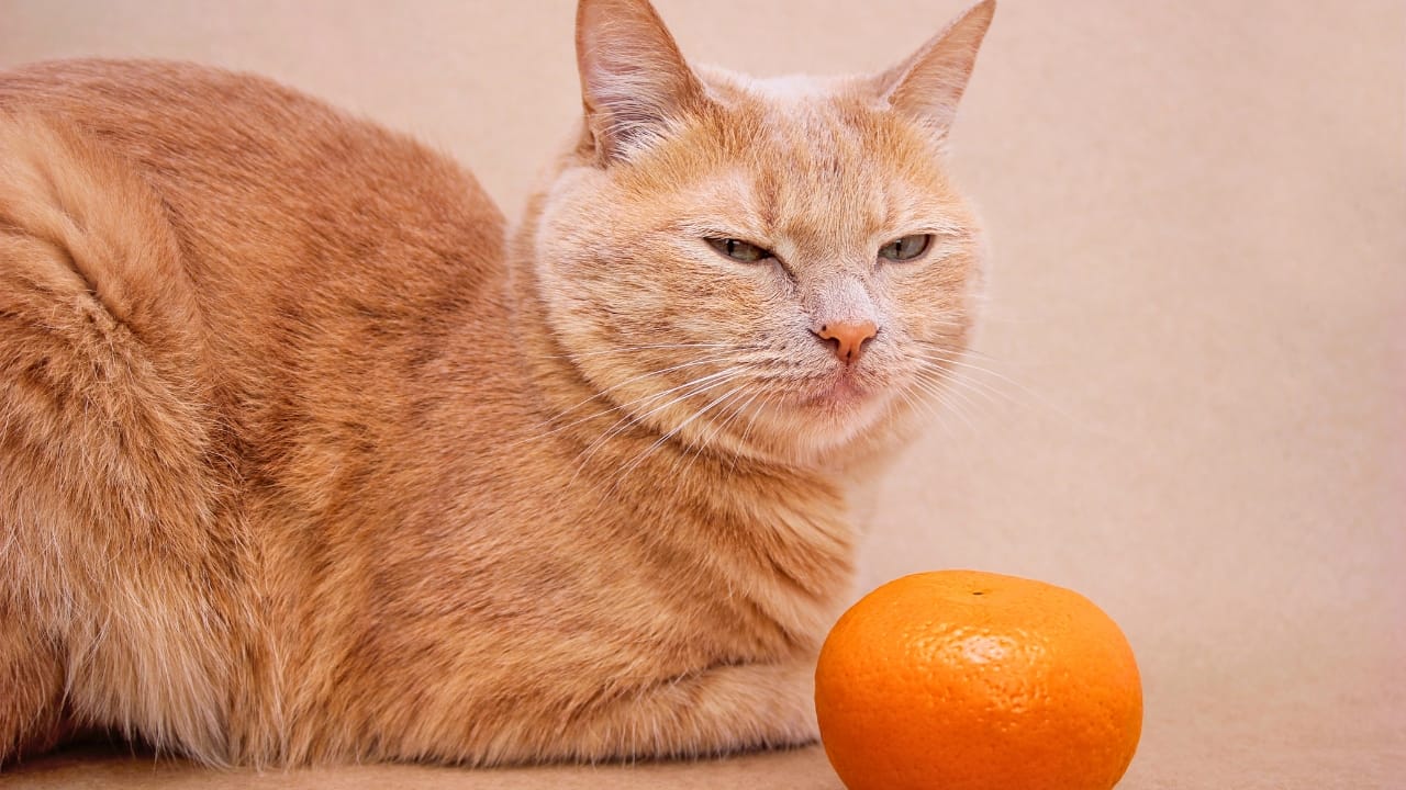 11 Smells That Cats Absolutely Hate 2 11 Smells That Cats Absolutely Hate - citrus cat ss1957544116 degm
