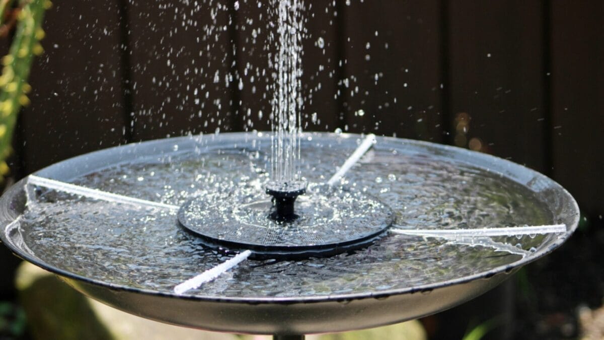 Attract More Hummingbirds with These 5 Bird Bath Tips 5 Attract More Hummingbirds with These 5 Bird Bath Tips - clean bird bath ss2019488489