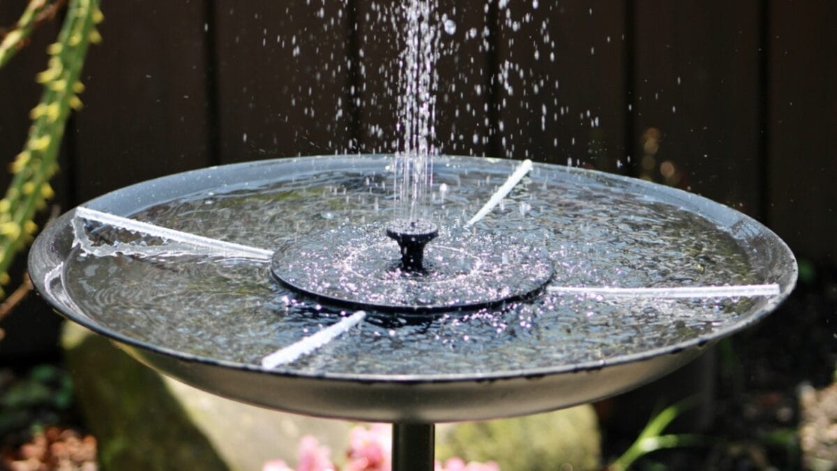 7 Brilliant Tricks to Keep Your Bird Bath Algae-Free & Inviting - clean bird bath ss2023109339