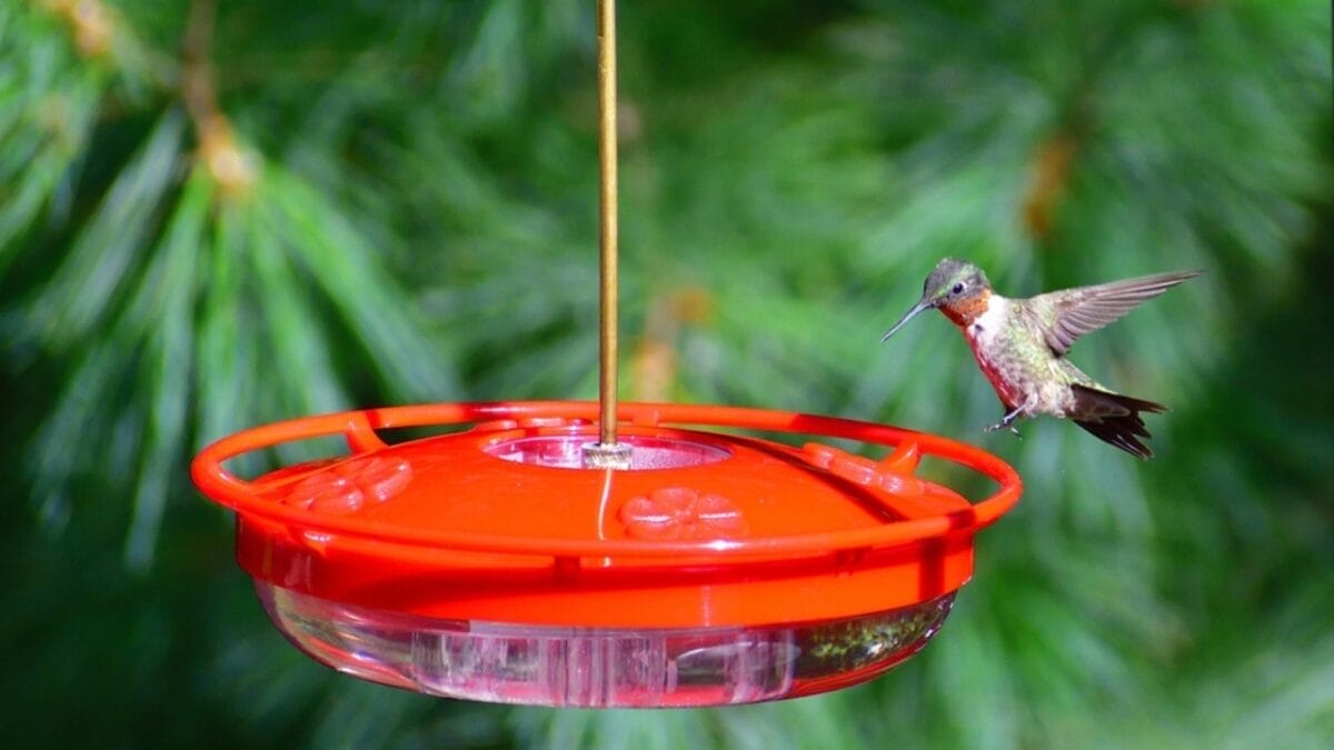 How to Make Hummingbird Food: 4 Simple Tips & Tricks - clean feeders ss2347199571