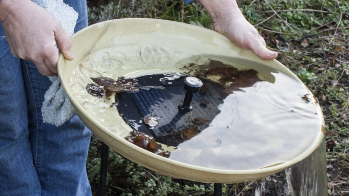 7 Brilliant Tricks to Keep Your Bird Bath Algae-Free & Inviting - cleaning bird bath ss189317228
