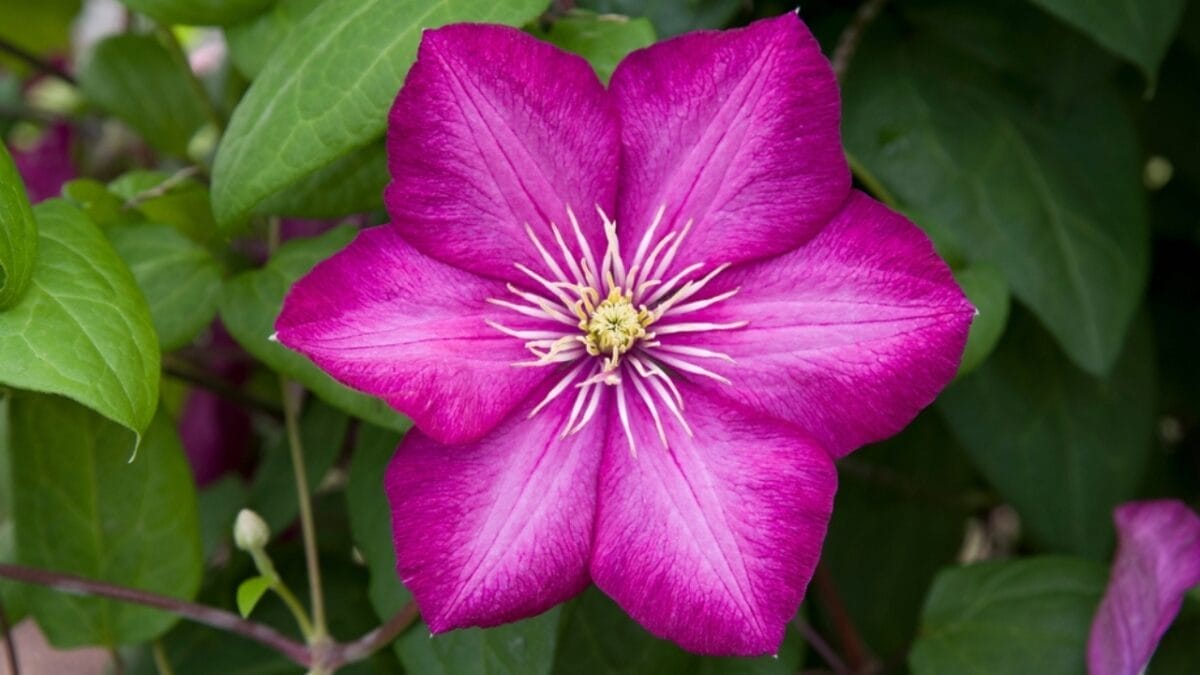 15 Fast-Growing Climbers That’ll Make Your Garden Come Alive 4 15 Fast-Growing Climbers That’ll Make Your Garden Come Alive - clematis ss2157173989