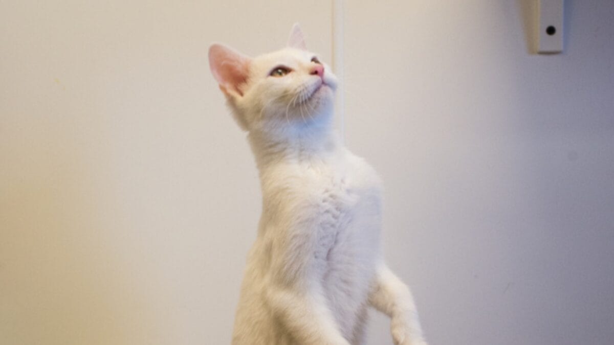 10 Purr-fect Signals of Feline Trust & Affection 4 10 Purr-fect Signals of Feline Trust & Affection - clicker training ss1952864599