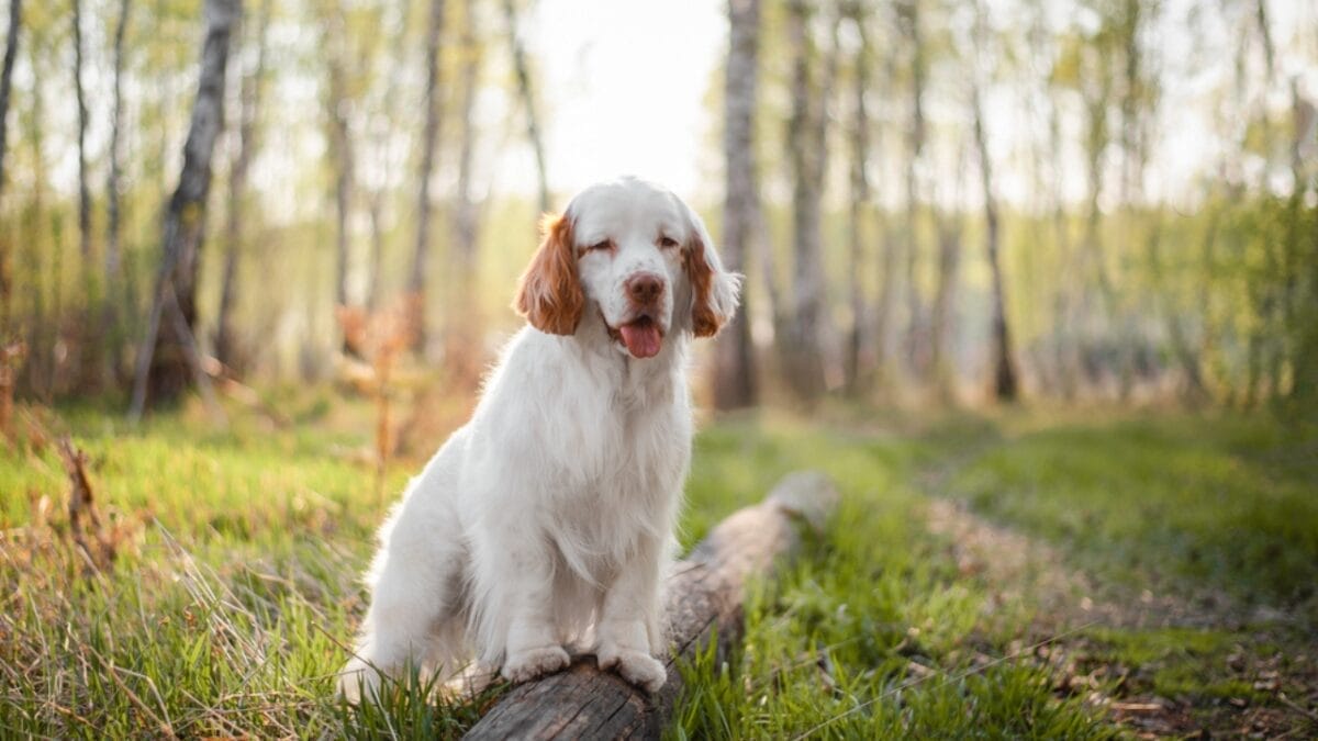 31 Endangered Dog Breeds at Risk of Disappearing 32 31 Endangered Dog Breeds at Risk of Disappearing - clumber spaniel ss1971255209