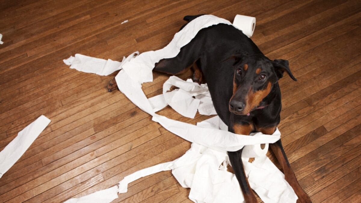 Doberman Debate: 5 Pros & Cons To Help You Decide If This Breed Is Right For You 13 Doberman Debate: 5 Pros & Cons To Help You Decide If This Breed Is Right For You - clumsy doberman ss281002538