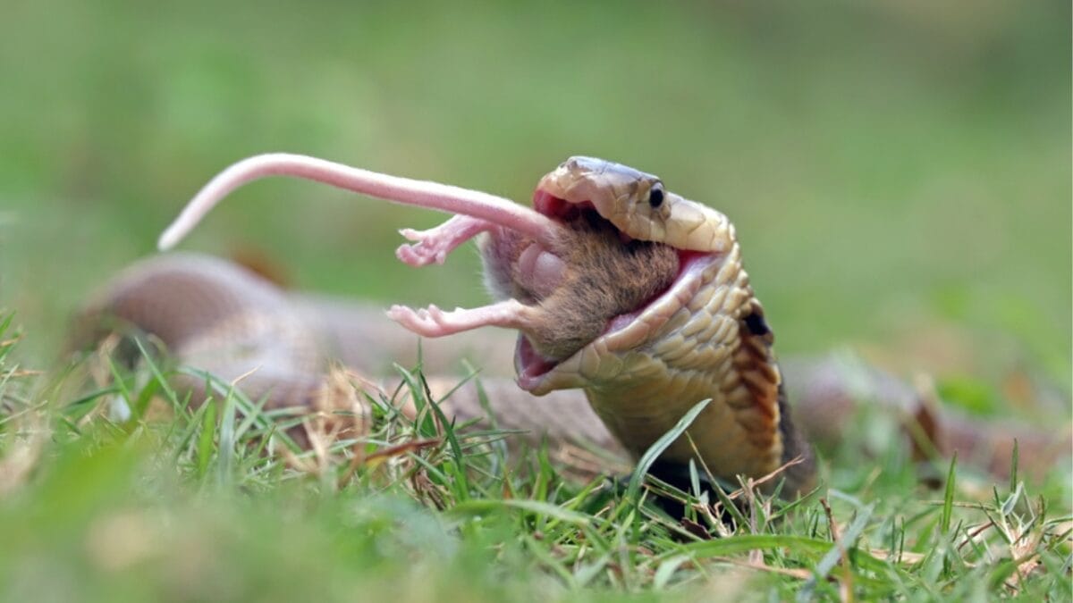 15 Venomous Facts About the King Cobra That Will Strike You 12 15 Venomous Facts About the King Cobra That Will Strike You - cobra eating rat ss2005533530