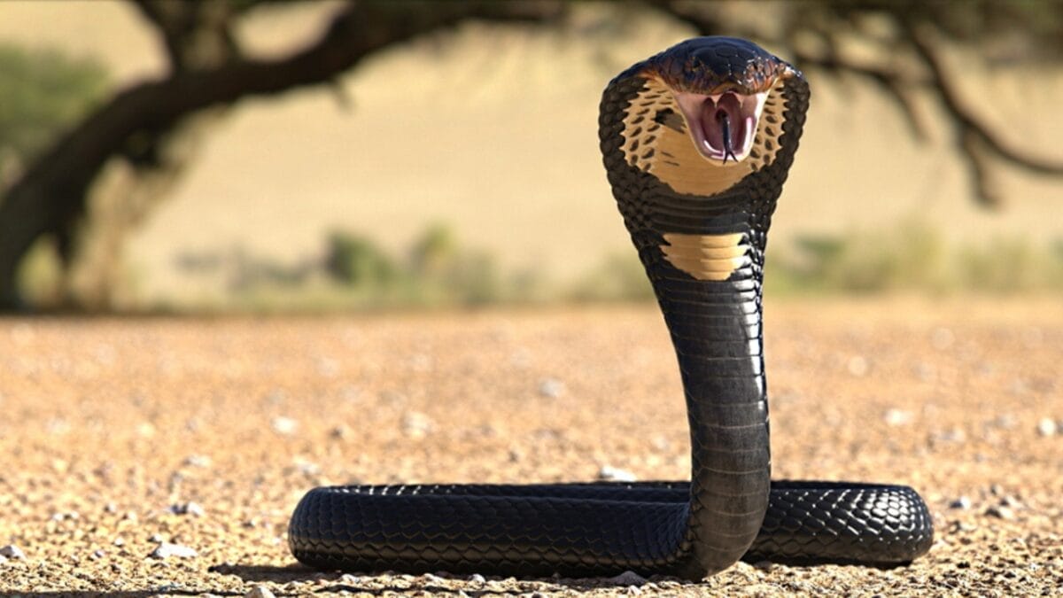 15 Venomous Facts About the King Cobra That Will Strike You 14 15 Venomous Facts About the King Cobra That Will Strike You - cobra environment ss1683940573