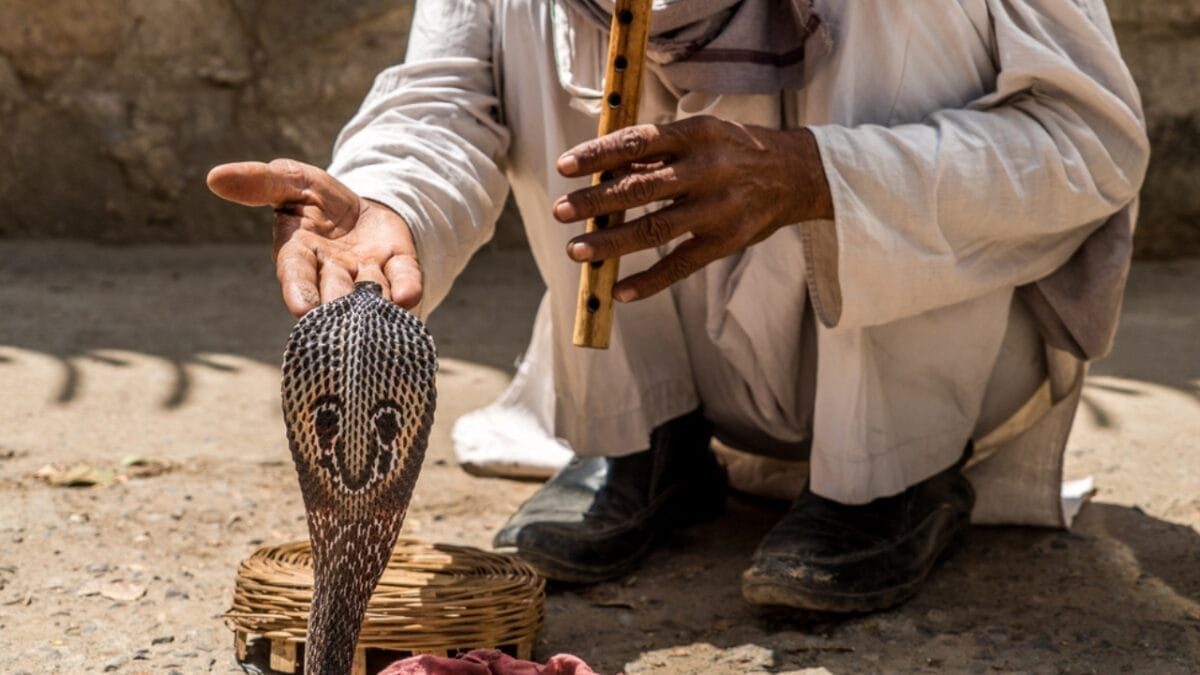 Love Them All You Want, But These Animals are Illegal as Pets in the U.S. 5 Love Them All You Want, But These Animals are Illegal as Pets in the U.S. - cobra friendly ss629966051