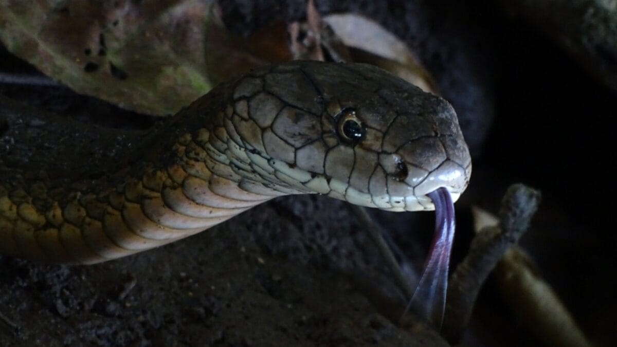 15 Venomous Facts About the King Cobra That Will Strike You 11 15 Venomous Facts About the King Cobra That Will Strike You - cobra hissing ss1279975351