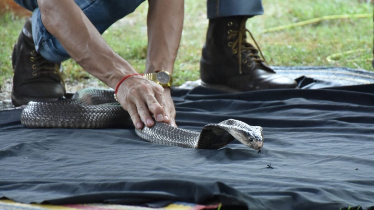 15 Venomous Facts About the King Cobra That Will Strike You 6 15 Venomous Facts About the King Cobra That Will Strike You - cobra home 1864077655