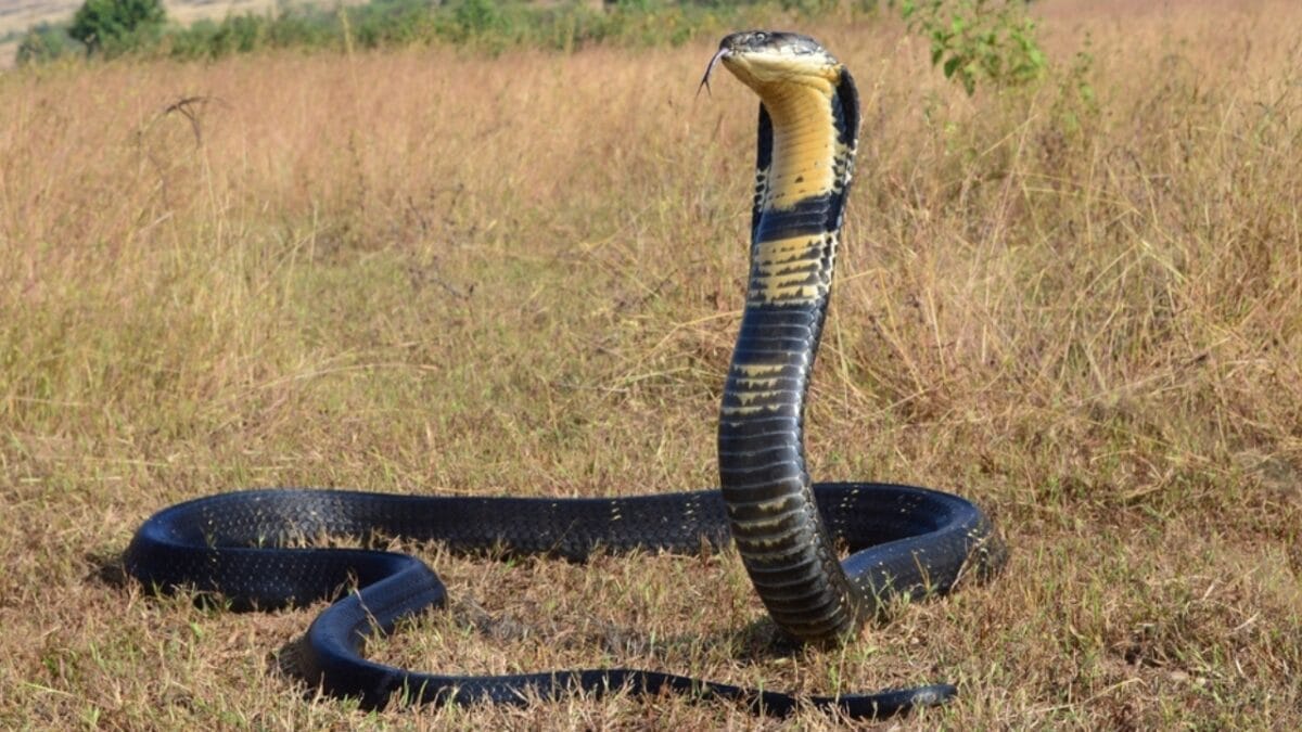 15 Venomous Facts About the King Cobra That Will Strike You 16 15 Venomous Facts About the King Cobra That Will Strike You - cobra in climate change ss2090499934
