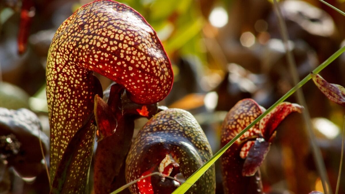 Nature's Deadly Garden: 13 Plants That Hunt Their Prey 7 Nature's Deadly Garden: 13 Plants That Hunt Their Prey - cobra lily ss456726487