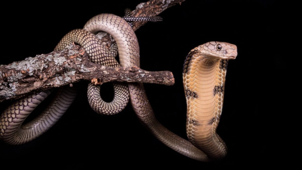 15 Venomous Facts About the King Cobra That Will Strike You 17 15 Venomous Facts About the King Cobra That Will Strike You - cobra majestic ss693916492