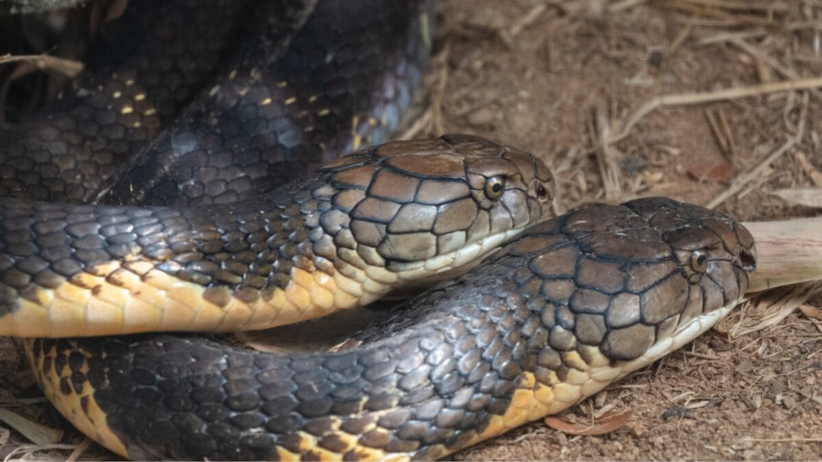 15 Venomous Facts About the King Cobra That Will Strike You 5 15 Venomous Facts About the King Cobra That Will Strike You - cobra mating ss1803282664