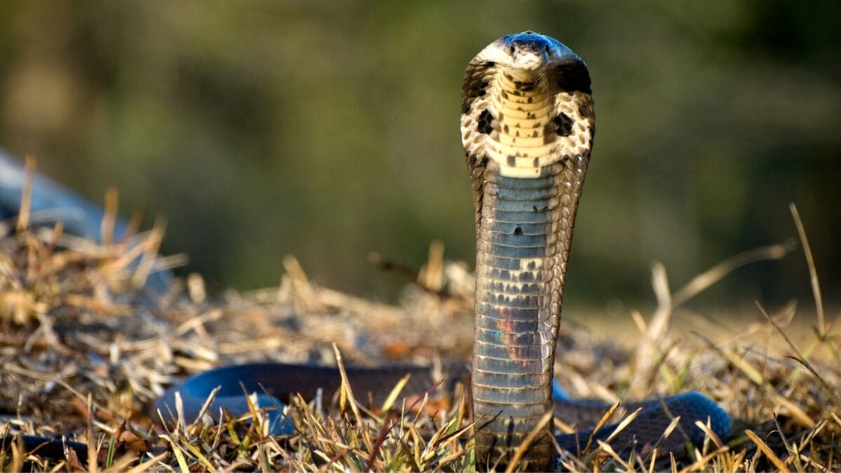 15 Venomous Facts About the King Cobra That Will Strike You 4 15 Venomous Facts About the King Cobra That Will Strike You - cobra territory ss83440246