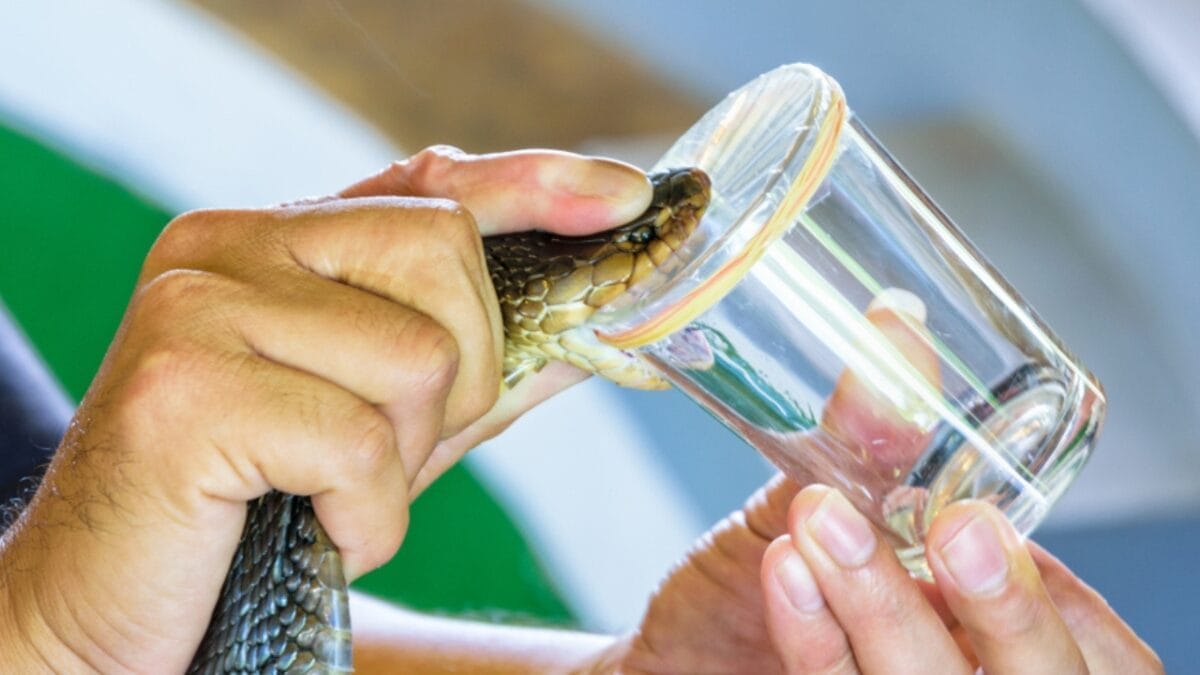 15 Venomous Facts About the King Cobra That Will Strike You 8 15 Venomous Facts About the King Cobra That Will Strike You - cobra venom researh ss1205551753