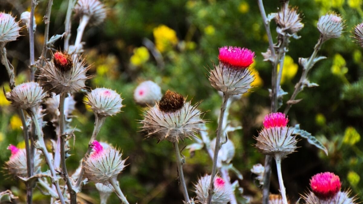 10 Nesting Plants to Attract & Support Thriving Hummingbirds 5 10 Nesting Plants to Attract & Support Thriving Hummingbirds - cobwebby thistle ss2340358385