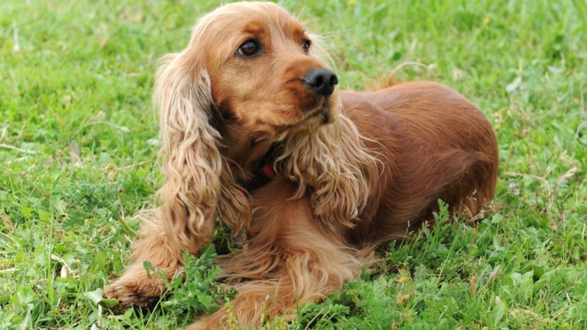 15 Best Bird Dog Breeds for the Avid Hunter 12 15 Best Bird Dog Breeds for the Avid Hunter - cocker spaniel dog dp2163597