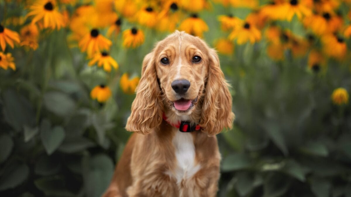 20 Dog Breeds Known for Their Unmatched Obedience - cocker spaniel ss1809325642