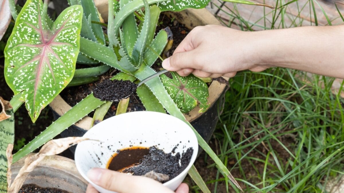 10 Reasons to Leave a Bowl of Coffee Grounds Out in Your Kitchen - coffee grounds used fertilizer ss2003676971