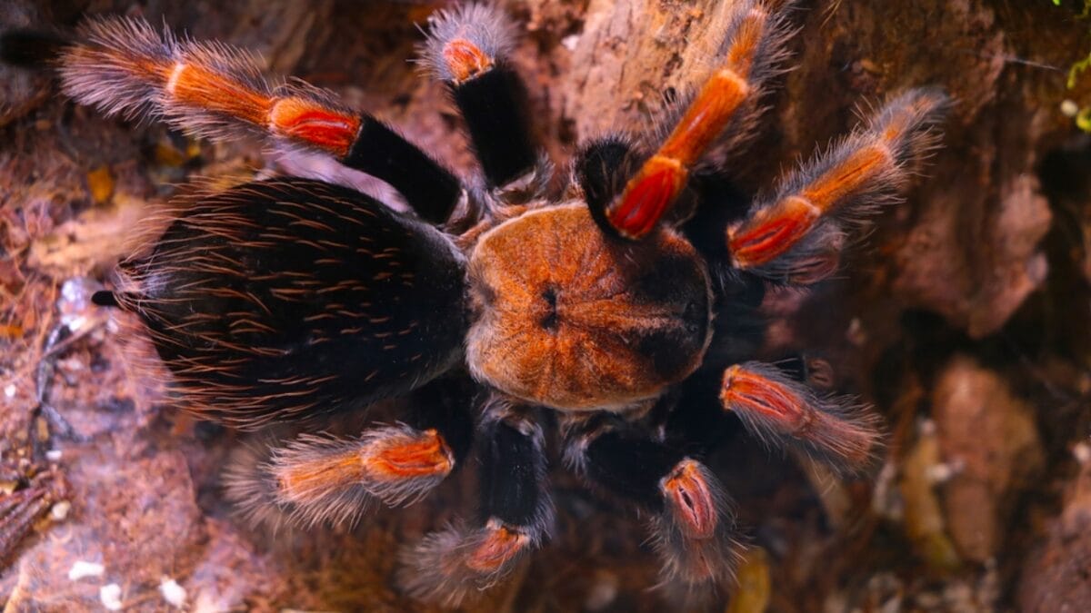 12 Colossal Spiders that Actually Exist in Real Life 6 12 Colossal Spiders that Actually Exist in Real Life - colombian giant redleg tarantula spider dp552775934