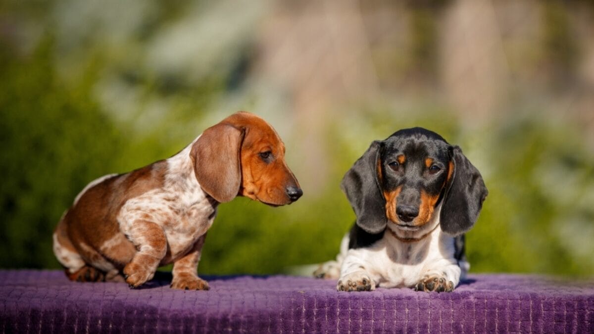 11 Facts About Dachshunds That Will Surprise You 12 11 Facts About Dachshunds That Will Surprise You - color daschund ss2147970071