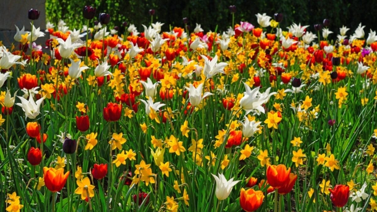 Chocolatey-Smelling Garden Flower that's a Hummingbird’s Delight 6 Chocolatey-Smelling Garden Flower that's a Hummingbird’s Delight - colorful garden ss2281594833