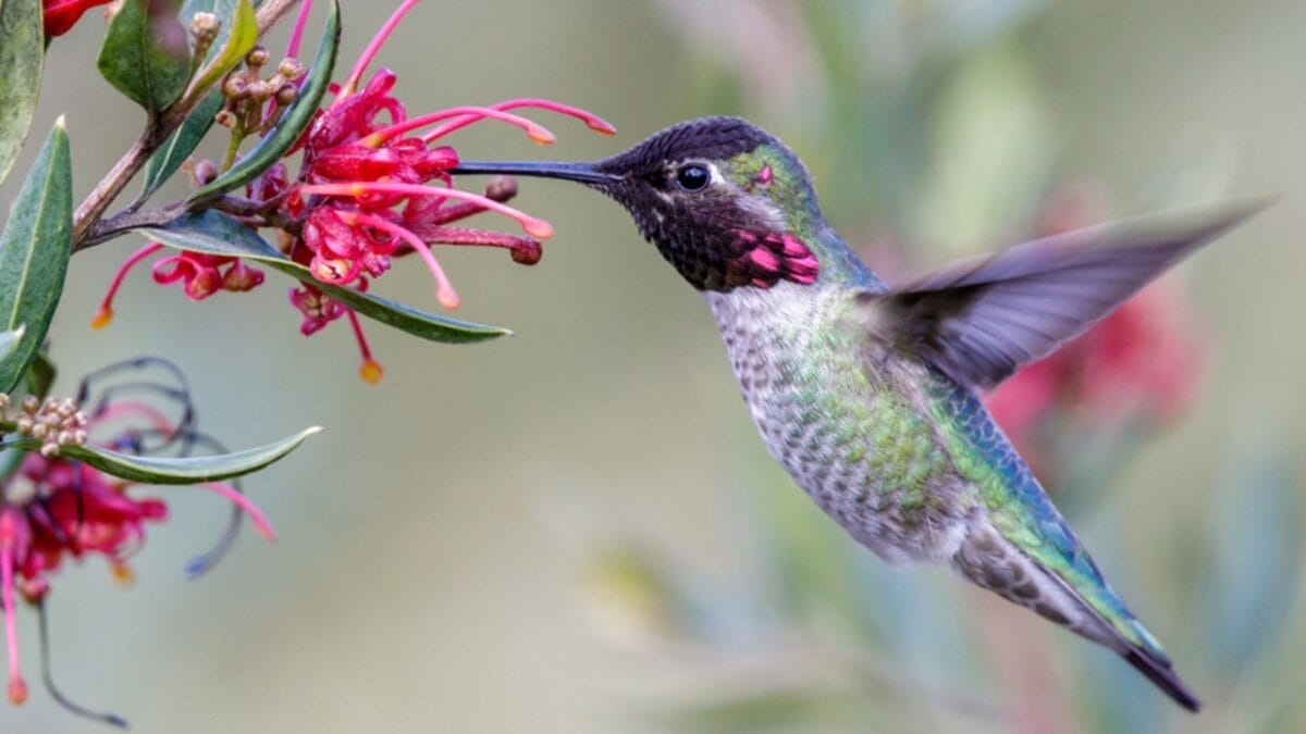 5 Reasons You Might Want to Reconsider Feeding Hummingbirds in Your Yard 7 5 Reasons You Might Want to Reconsider Feeding Hummingbirds in Your Yard - colorful hummingbird ss1921204067