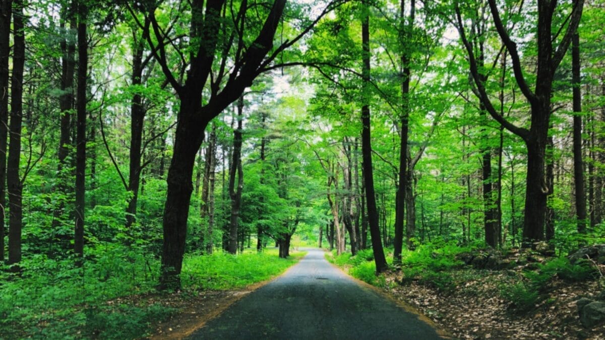 7 States with the Most Foxes in America: Ranked 5 7 States with the Most Foxes in America: Ranked - connecticut ss1500922499