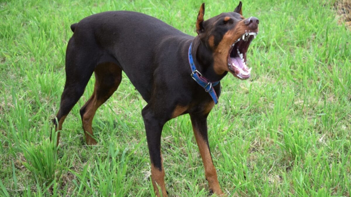Doberman Debate: 5 Pros & Cons To Help You Decide If This Breed Is Right For You 8 Doberman Debate: 5 Pros & Cons To Help You Decide If This Breed Is Right For You - cons of doberman ss1362214247