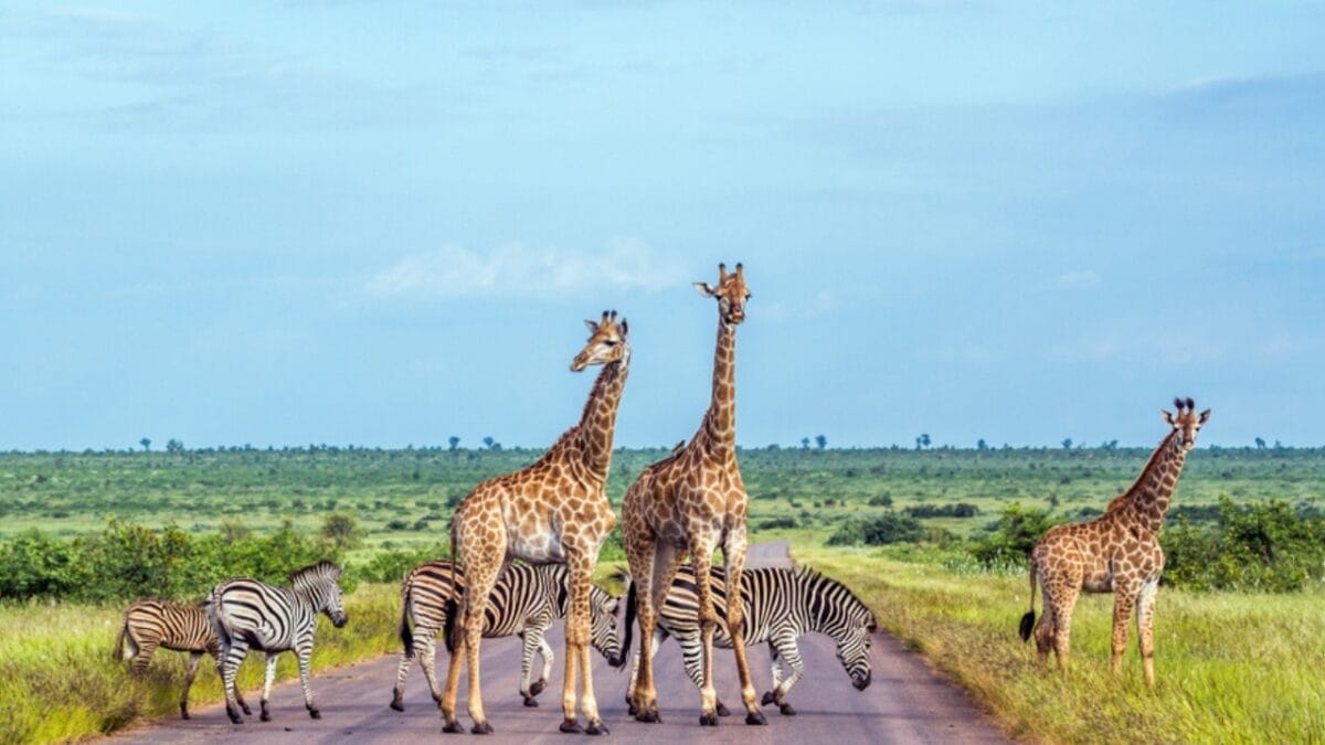 'Super Predator': The Animal in Africa That Even Lions Fear - conservation ss786552829