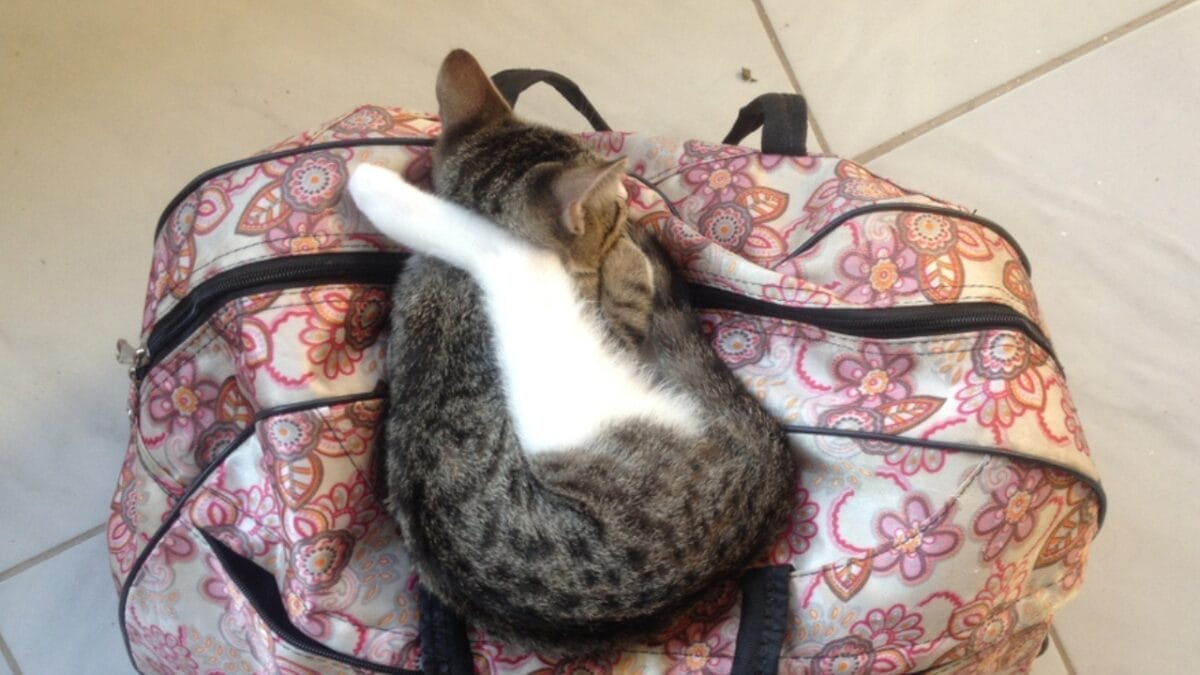 13 Cat Sleeping Positions & What They Mean 9 13 Cat Sleeping Positions & What They Mean - contortionist cat ss1480569644