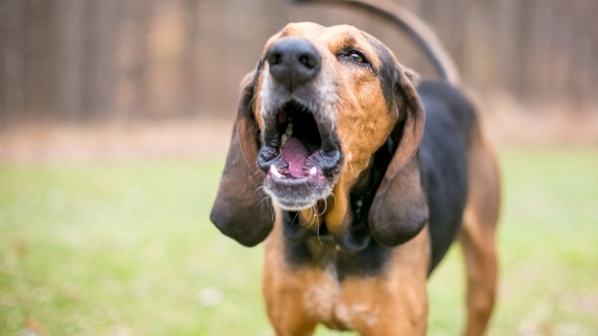 George Washington Loved These Dogs: On & Off the Battlefield - coonhound dog bark ss2009131304