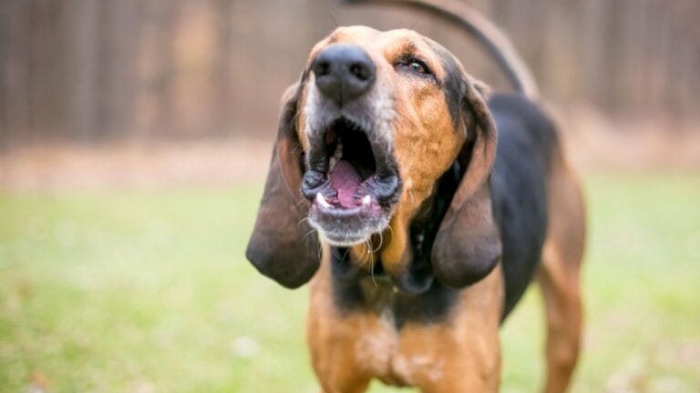 Is Your Dog Barking at Thin Air? 6 Explanations for This Puzzling Behavior 3 Is Your Dog Barking at Thin Air? 6 Explanations for This Puzzling Behavior - coonhound dog bark ss2009131304