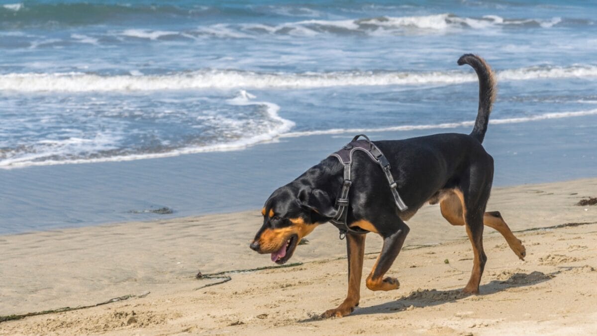 10 Unexpected Facts About the American English Coonhound 9 10 Unexpected Facts About the American English Coonhound - coonhound dog beach dp403766304