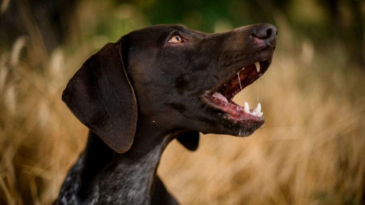 10 Unexpected Facts About the American English Coonhound 6 10 Unexpected Facts About the American English Coonhound - coonhound dog howl dp308479238