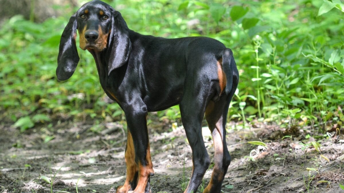 10 Unexpected Facts About the American English Coonhound 7 10 Unexpected Facts About the American English Coonhound - coonhound dog looking back dp47790401