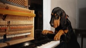 10 Unexpected Facts About the American English Coonhound 1 10 Unexpected Facts About the American English Coonhound - coonhound dog piano dp375772874
