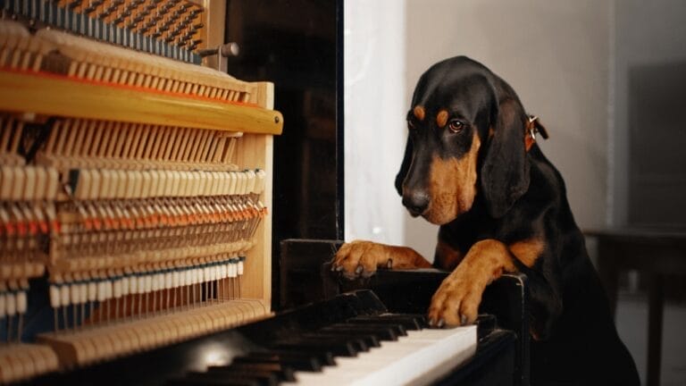 10 Unexpected Facts About the American English Coonhound 5 10 Unexpected Facts About the American English Coonhound - coonhound dog piano dp375772874