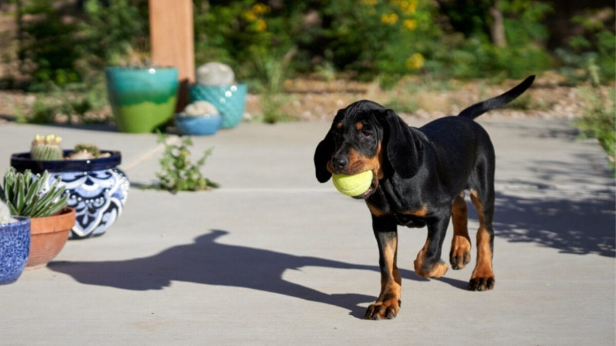 35 Fun Ways to Keep Your Dog Entertained Indoors - coonhound dog playing ball ss1427963801