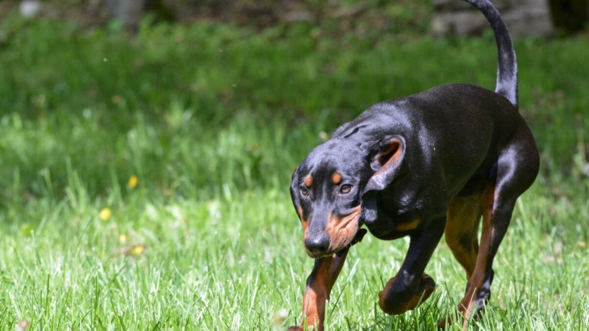 10 Unexpected Facts About the American English Coonhound 5 10 Unexpected Facts About the American English Coonhound - coonhound dog running dp61119603