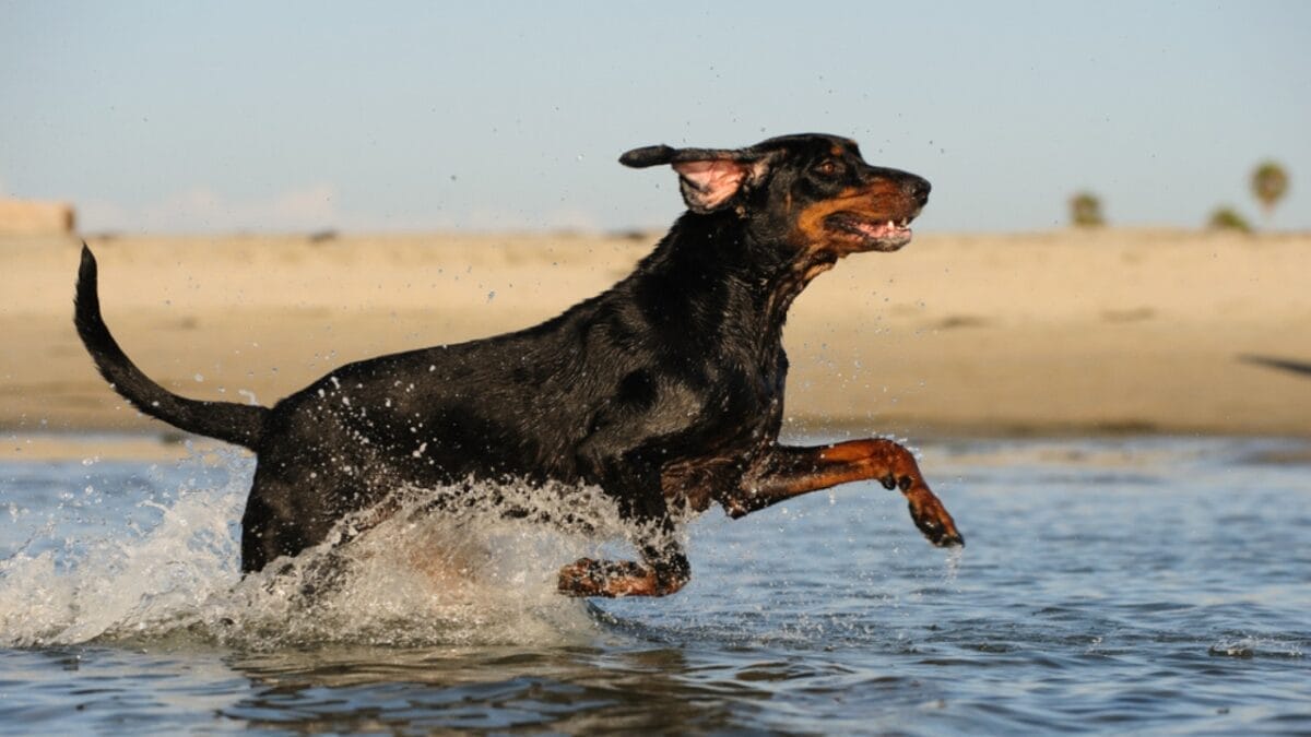 George Washington Loved These Dogs: On & Off the Battlefield - coonhound dog running sea ss792769219