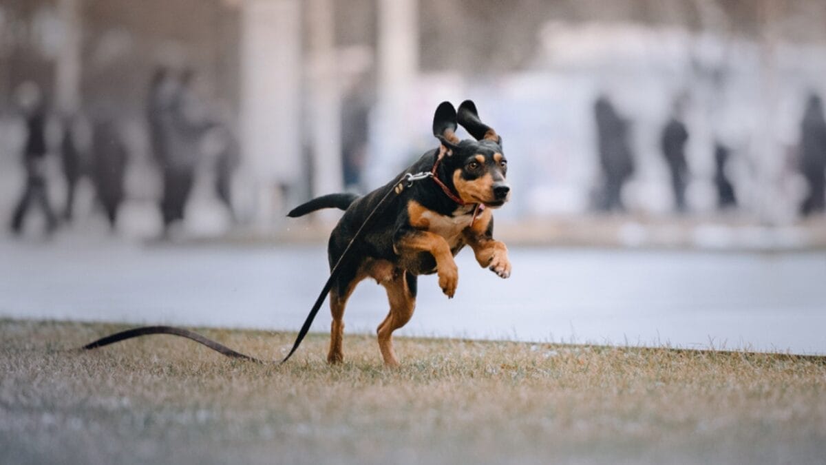 George Washington Loved These Dogs: On & Off the Battlefield - coonhound dog running ss1681559659
