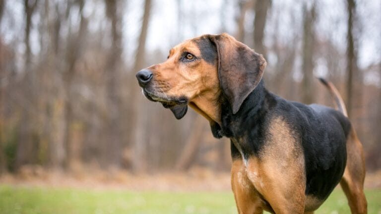 George Washington Loved These Dogs: On & Off the Battlefield 7 George Washington Loved These Dogs: On & Off the Battlefield - coonhound dog side forest ss2032020761