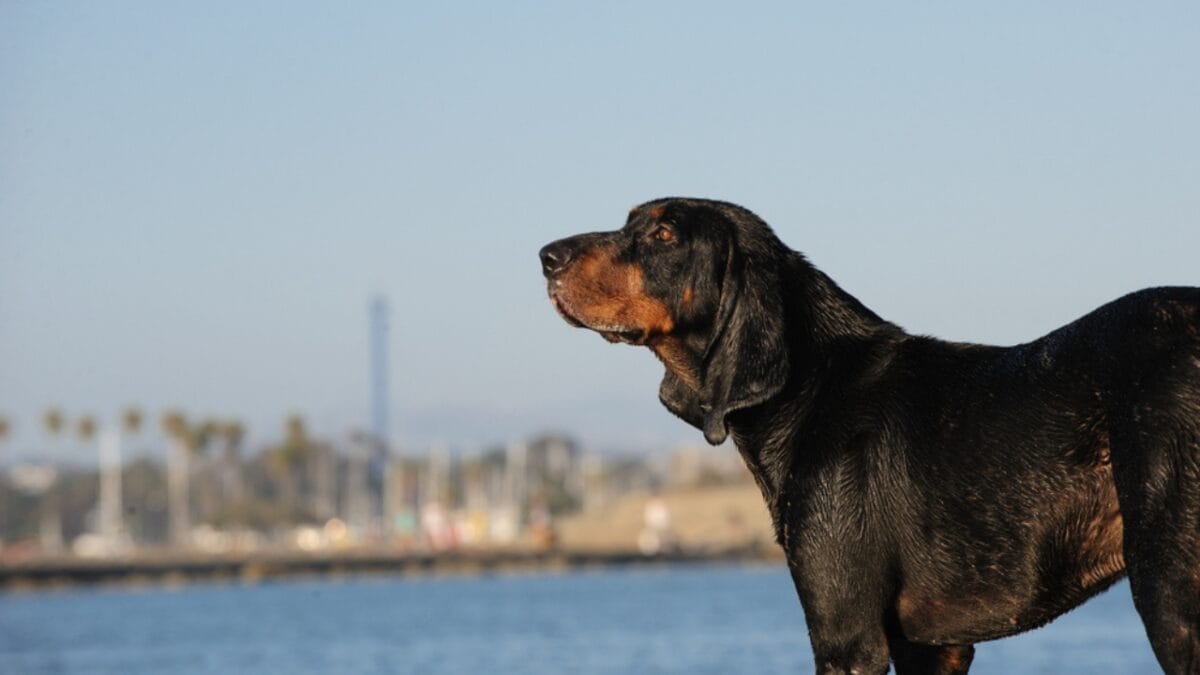 George Washington Loved These Dogs: On & Off the Battlefield - coonhound dog side sea ss794571601