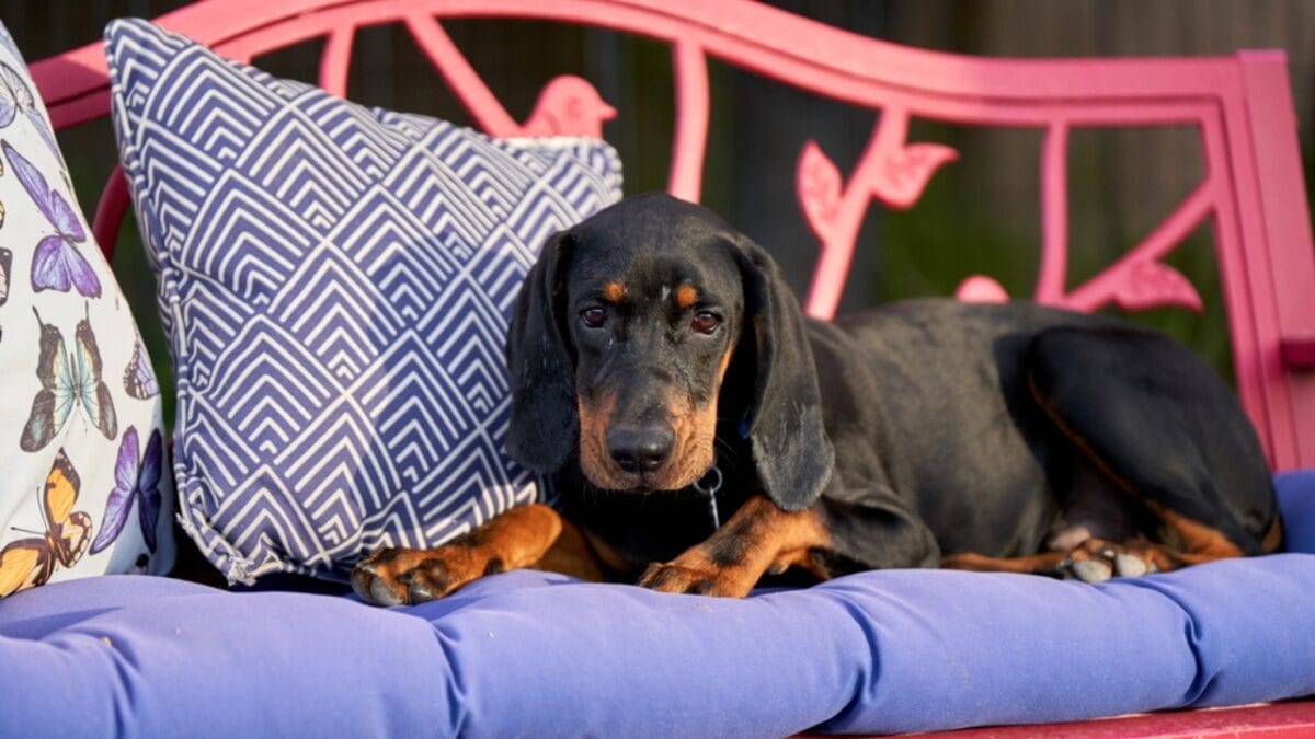 George Washington Loved These Dogs: On & Off the Battlefield - coonhound dog sitting couch ss1658282854